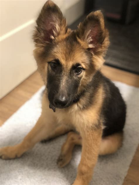 Mini maxi is such a sweetie and so good with kids and other dogs. . German shepherd puppies for sale north carolina